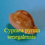 Cypraea pyrum senegalensis, Schilder 1928